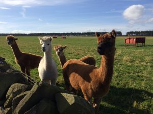 Our alpacas being inquisitive