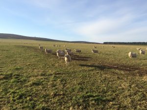 lambs grazing