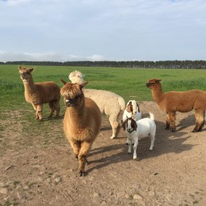 Alpacas and Boer Goats