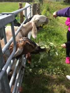 Goats enjoying some tasty willowherb during a farm tour