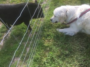 Lucy the micropig meets Leo the retriever on a farm tour