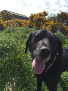 Pet friendly, this is our lovely black labrador