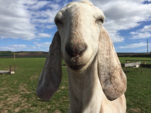Leandra our Anglo Nubian goat