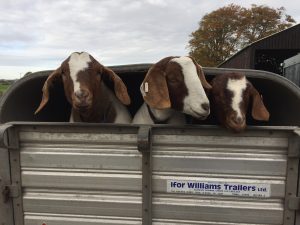 Goats on tour at Newton Farm Holidays, Angus