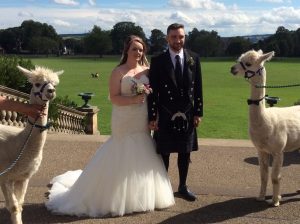 Alpacas at wedding in Baxter Park, Dundee