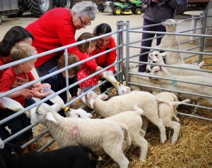 Image of lambs at bottle feeding time