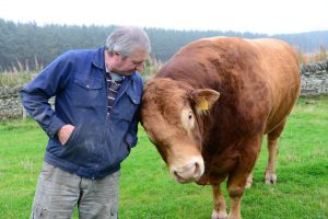 Dodd the bull gives Farmer Graeme a rub