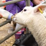 bottle feeding orphan lamb