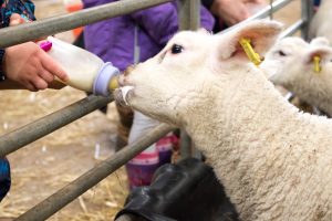 bottle feeding orphan lamb