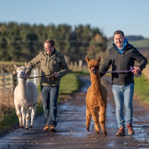 Alpaca Walking