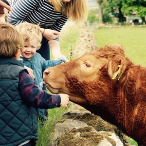 cow_kids_300x300