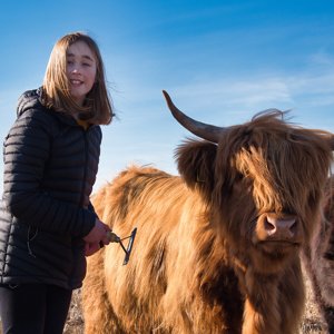 highland_cow_grooming_300x300