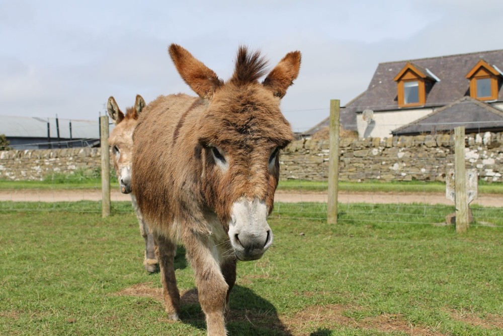 mini donkey